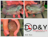 1 Male  A13 5in - Live Super Red Dragon Flowerhorn Fish - Big KOK USA Stock